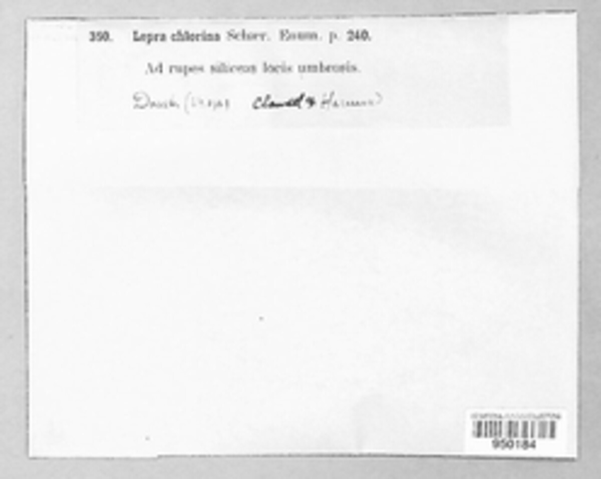 Chrysothrix chlorina image